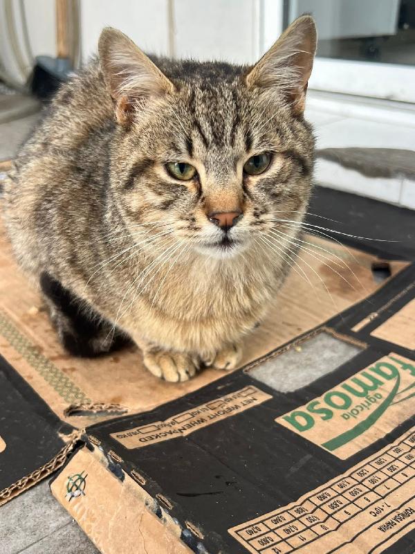 MORGANA E SCHEGGIA CERCANO ADOZIONE (POZZUOLI NAPOLI) Foto 2