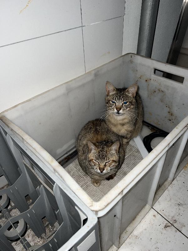 MORGANA E SCHEGGIA CERCANO ADOZIONE (POZZUOLI NAPOLI) Foto 3
