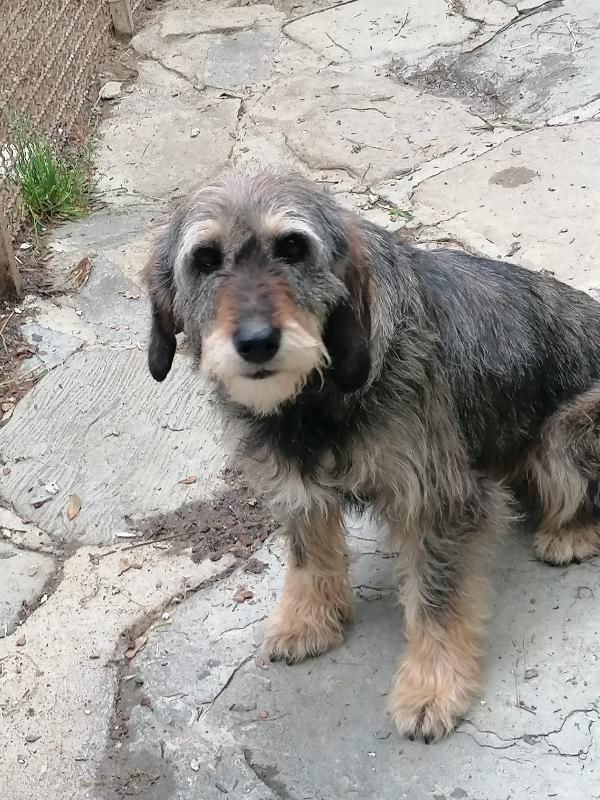 Ofelia 9 Anni E Mezzo, Mix Griffone 