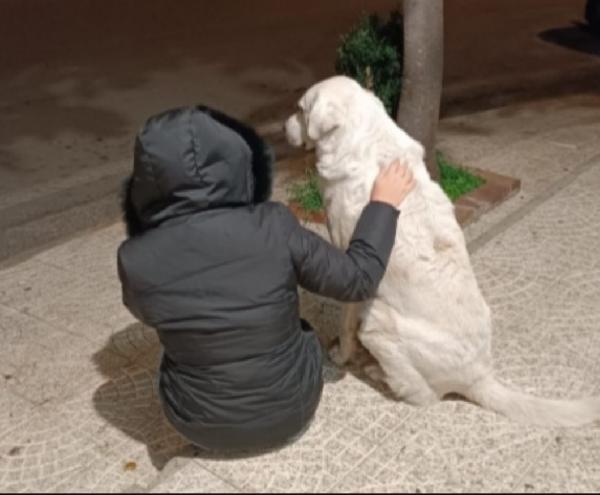 Maremnamo anziano a rischio canile a vita!! CALABRIA Foto 4