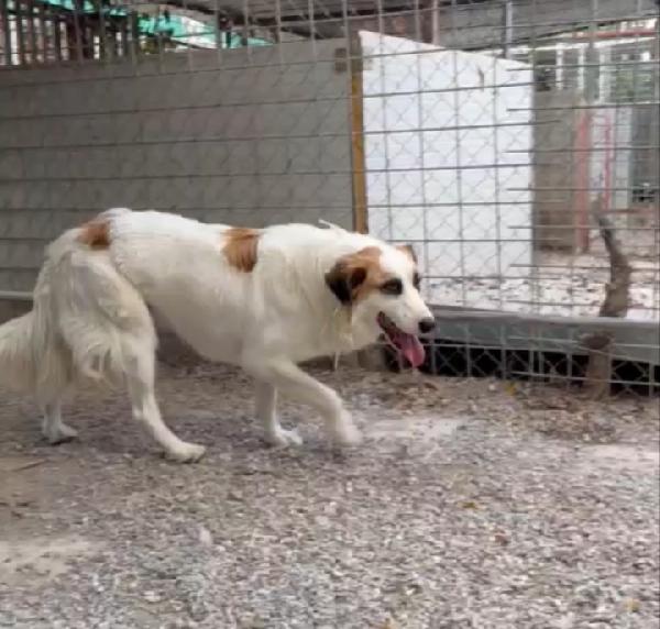 Sofia: amichevole e tranquilla, dolce con tutti Foto 3