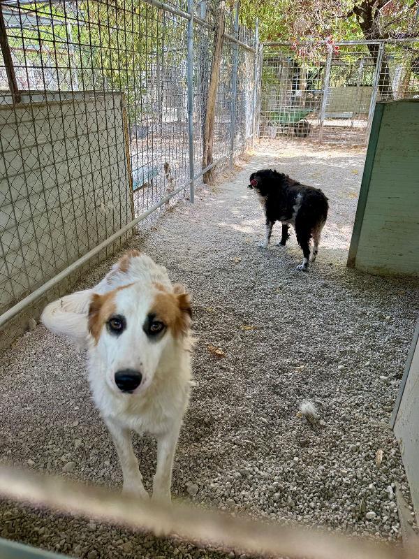 Sofia: amichevole e tranquilla, dolce con tutti Foto 4