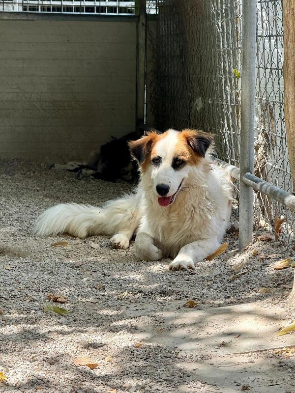 Sofia: amichevole e tranquilla, dolce con tutti Foto 5