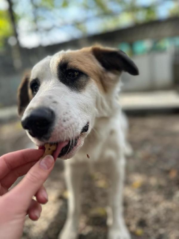 Sofia: amichevole e tranquilla, dolce con tutti Foto 6