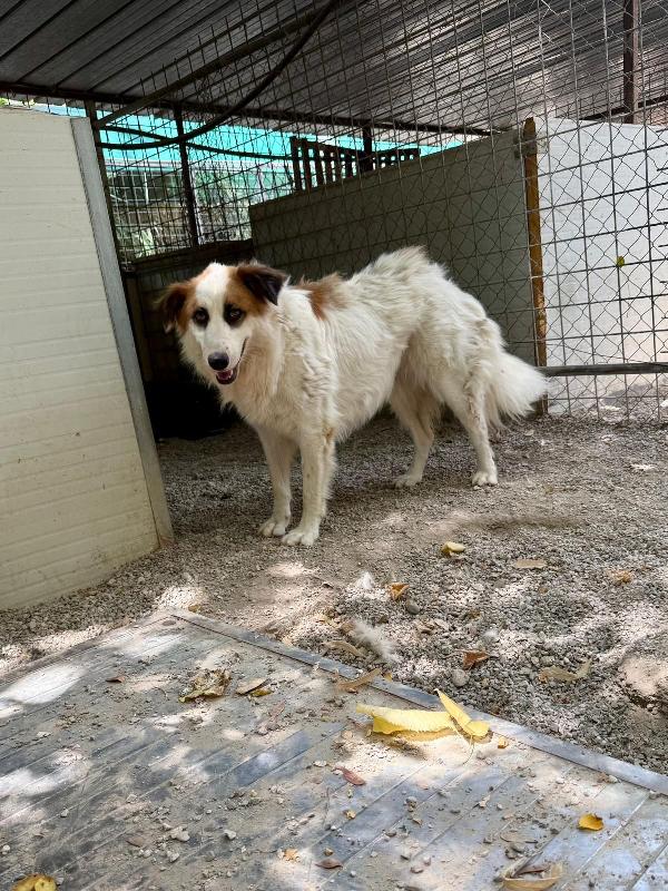 Sofia: amichevole e tranquilla, dolce con tutti Foto 7