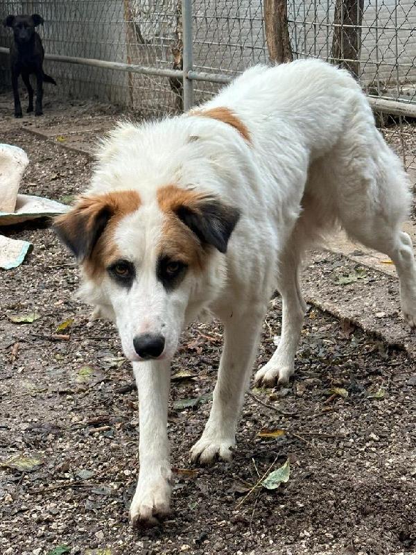 Sofia: amichevole e tranquilla, dolce con tutti Foto 9