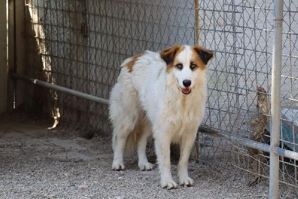 Sofia Splendida Cagnolina In Rifugio Cerca Casa 