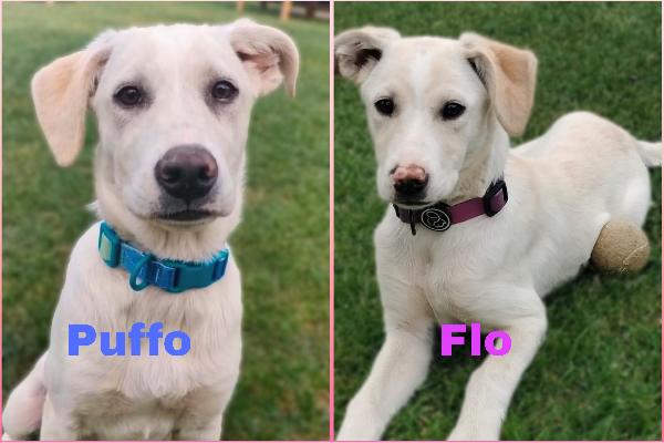 Puffo E Flo Cuccioli Di 4 Mesi Cercano Cosa Visibili A Fidenza Parma 