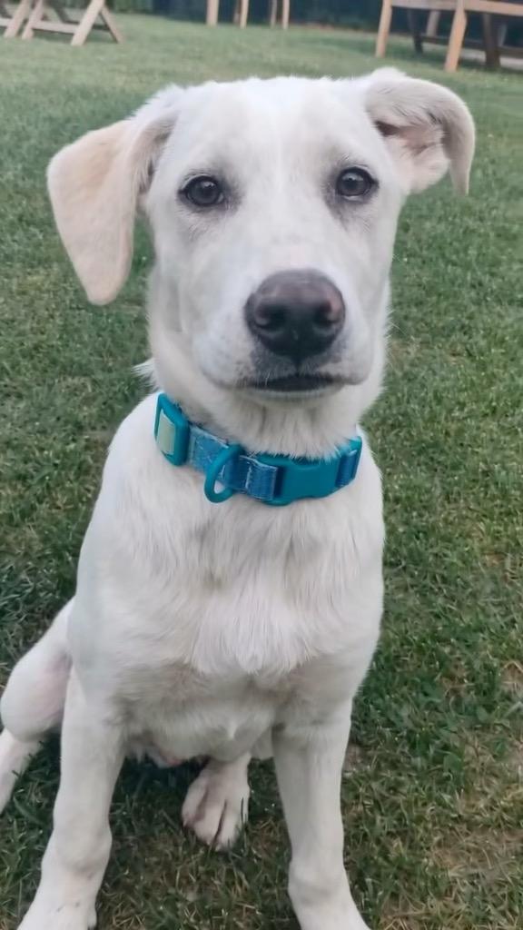 Puffo e Flo cuccioli di 4 mesi cercano cosa visibili a Fidenza Parma  Foto 3