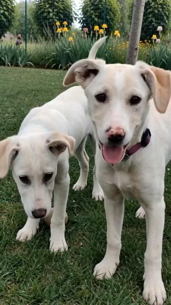 Puffo e Flo cuccioli di 4 mesi cercano cosa visibili a Fidenza Parma  Foto 4