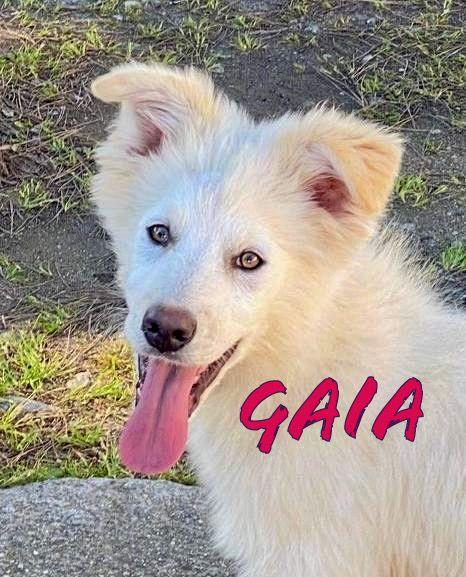 Gaia💘
