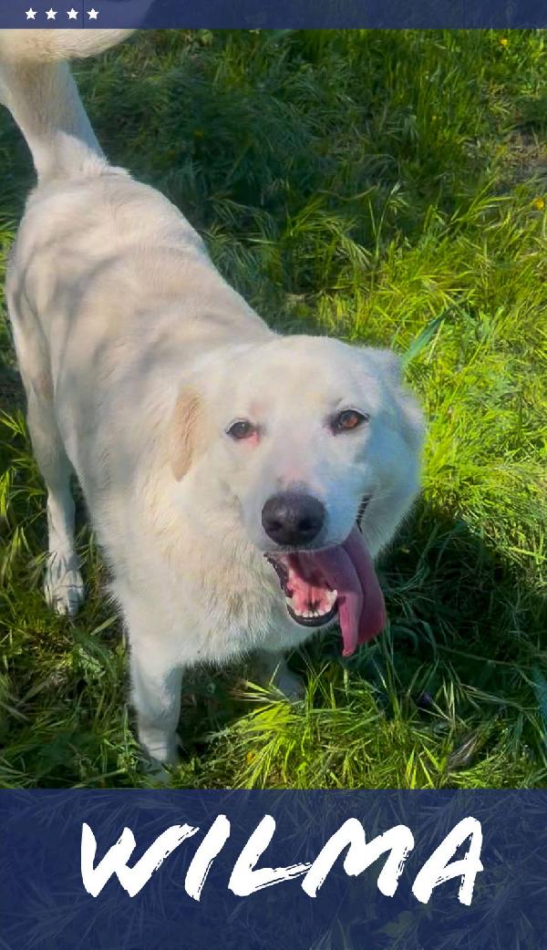 Wilma🌹🐾 Foto 3