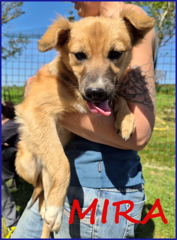 Mira Stupenda Cucciola 6 Mesi Dagli Occhi Dolci Cerca Un Divano Morbido Sul Quale Crescere!!!