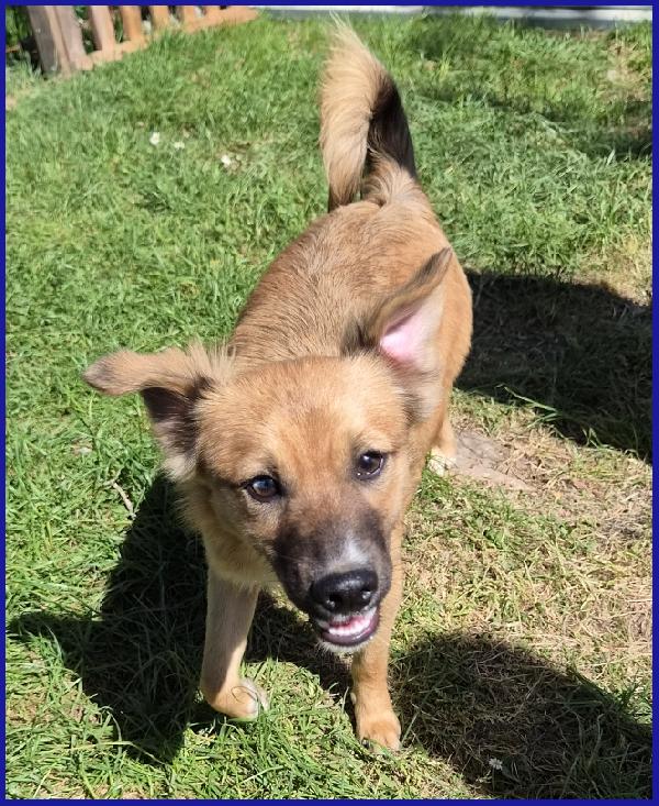MIRA STUPENDA CUCCIOLA 6 MESI DAGLI OCCHI DOLCI CERCA UN DIVANO MORBIDO SUL QUALE CRESCERE!!! Foto 2