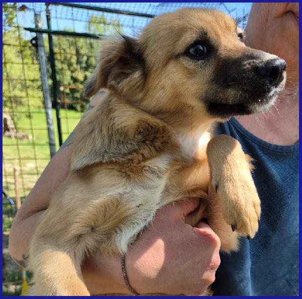 MIRA STUPENDA CUCCIOLA 6 MESI DAGLI OCCHI DOLCI CERCA UN DIVANO MORBIDO SUL QUALE CRESCERE!!! Foto 5