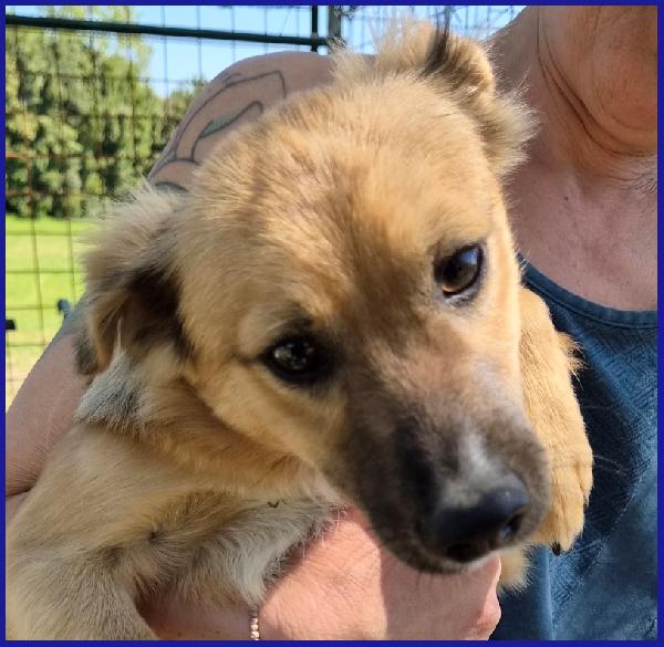 MIRA STUPENDA CUCCIOLA 6 MESI DAGLI OCCHI DOLCI CERCA UN DIVANO MORBIDO SUL QUALE CRESCERE!!! Foto 7