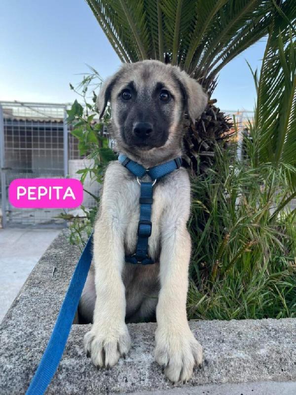 CUCCIOLI METICCI Foto 4