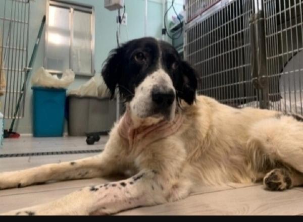 Alfredo 5Anni Invisibile Finito In Canile A Vita!! Calabria