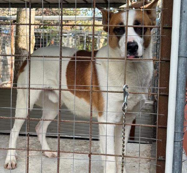 Miche: 2 anni, socievole e affettuoso  Foto 2
