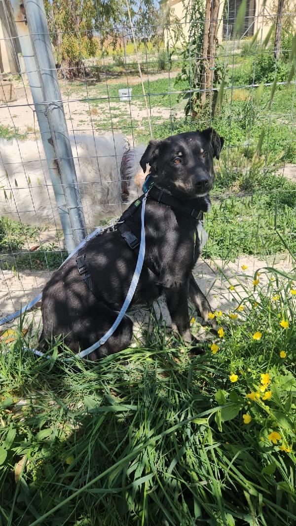 Luigi splendido giovanotto cerca casa  Foto 2