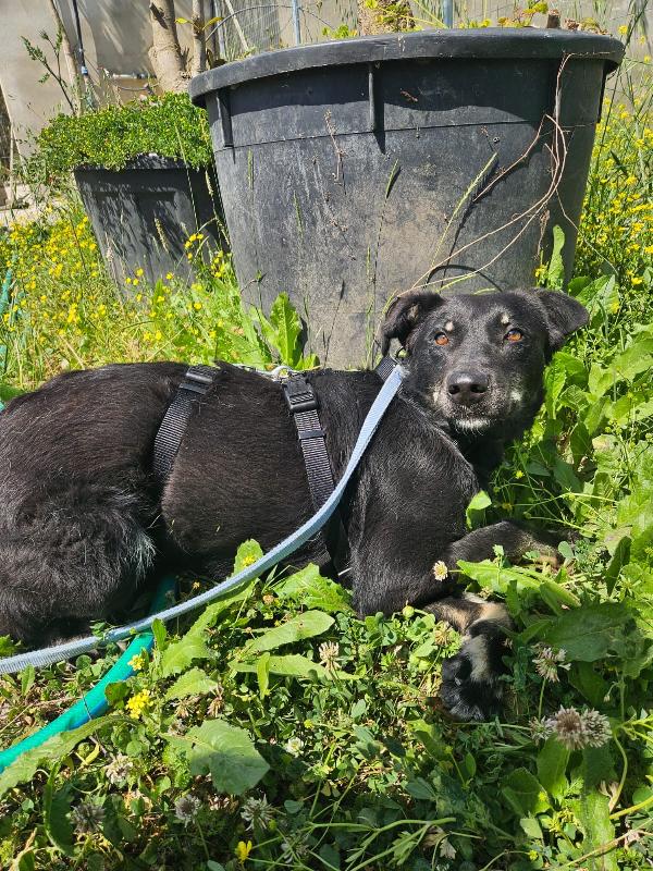 Luigi splendido giovanotto cerca casa  Foto 4