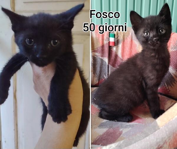 Miciottini Bellissimi 