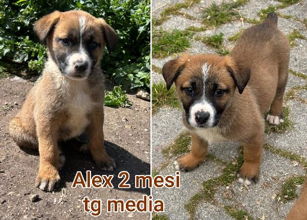 Emergenza cucciolotti  Foto 6