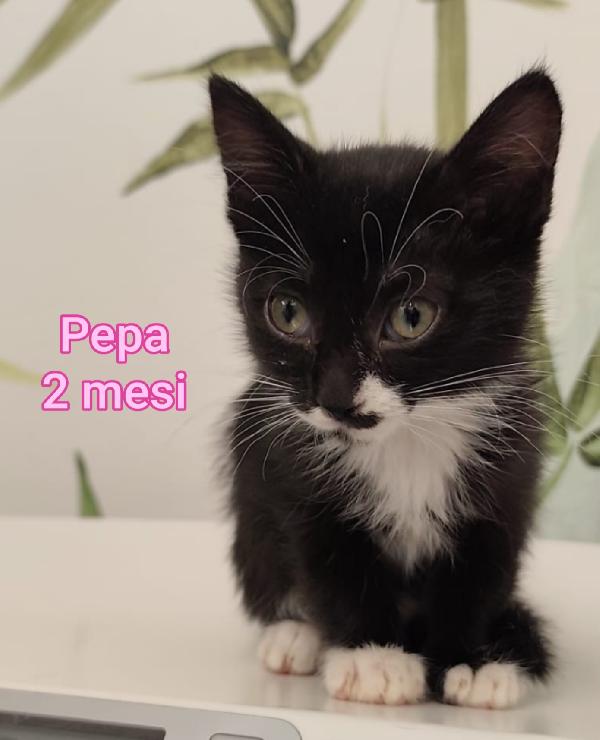 Siamo sommerse dai gattini Foto 2