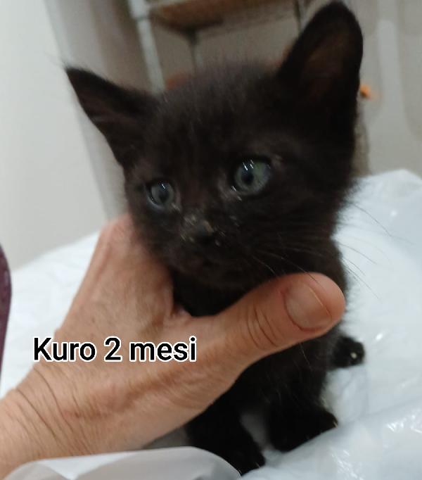 Siamo sommerse dai gattini Foto 7