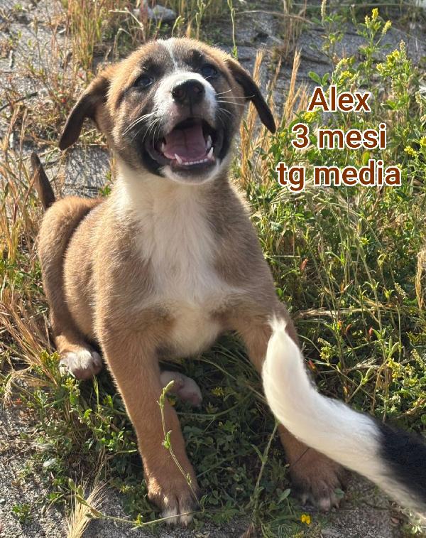 Cuccioli abbandonati! 2 mesi Foto 4