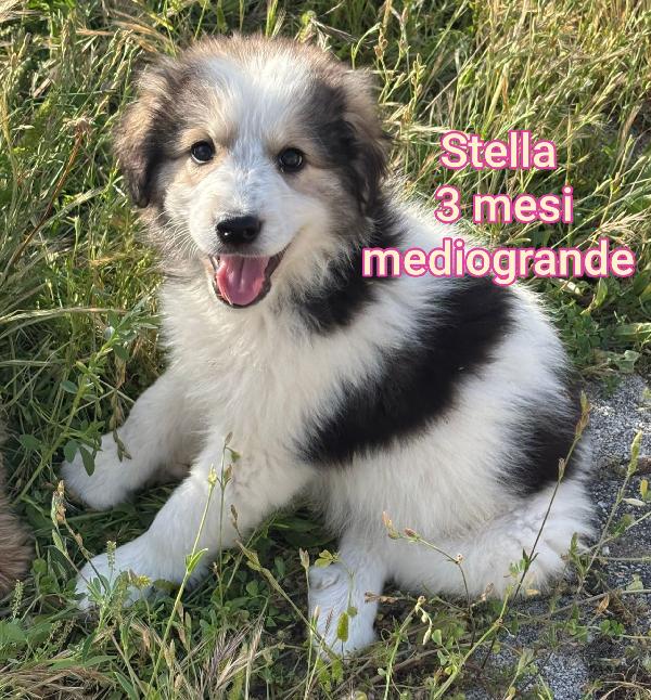 Cuccioli abbandonati! 2 mesi Foto 6