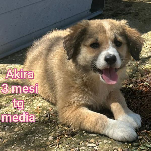 Cuccioli abbandonati! 2 mesi Foto 8