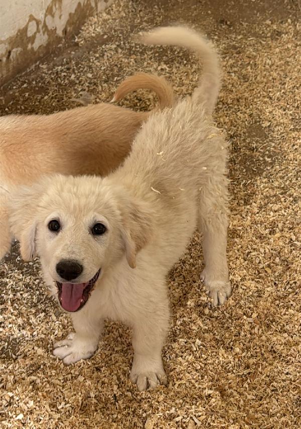 Athena: cucciola simil maremmana Foto 3