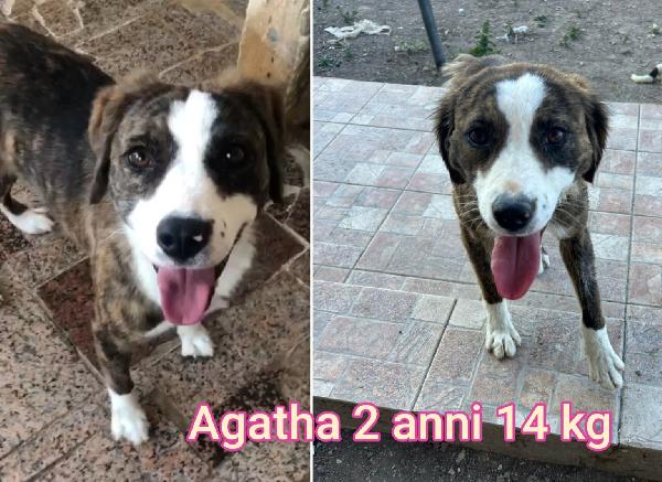 Taglie piccole in adozione Foto 6