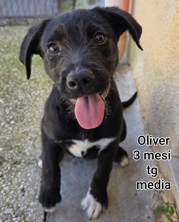 ADOZIONI CUCCIOLI URGENTI Foto 9