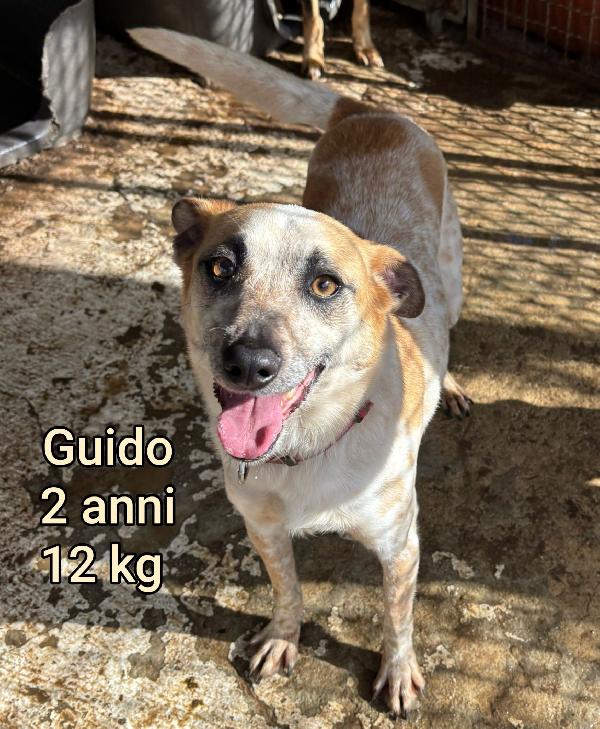 Cagnolini Dai 6 Ai 15 Chili