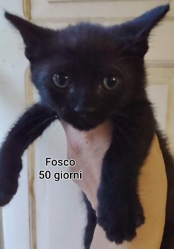 TANTI MICINI SOLI! Foto 4