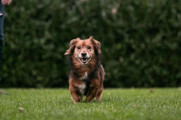 Giulio Piccolo Cagnolino Cerca Casa 