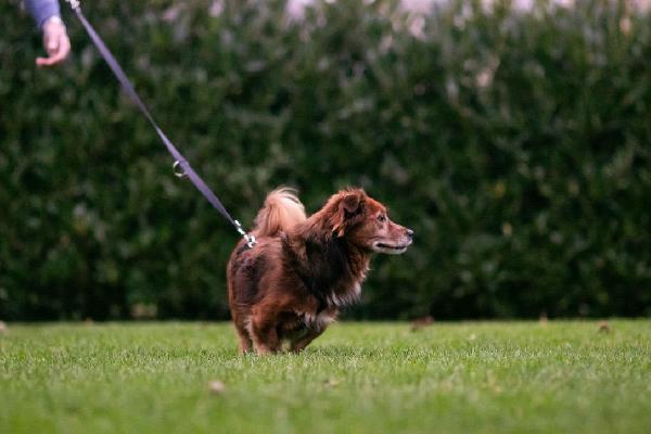 Giulio piccolo cagnolino cerca casa  Foto 4