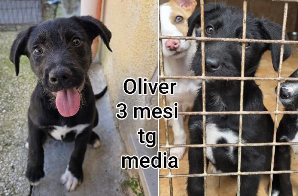 Cuccioli soli in rifugio! Foto 9