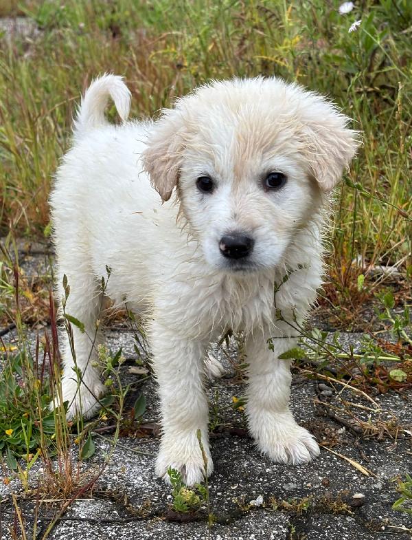 Cucciola esclusa da tutti Foto 2