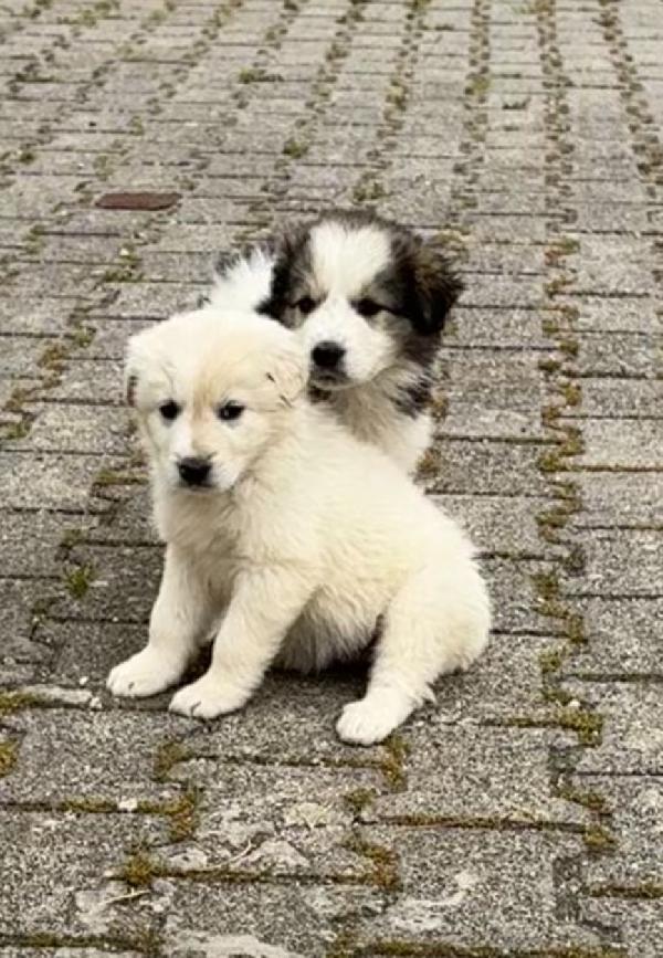 Cucciola esclusa da tutti Foto 4