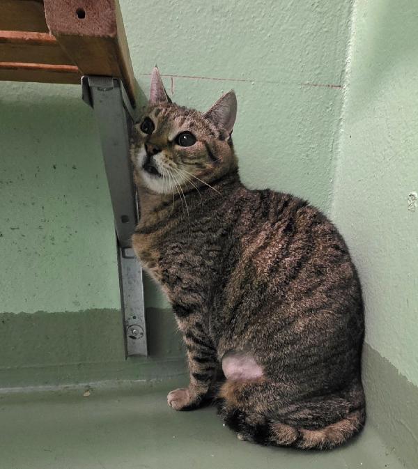BELLISSIMI GATTINI IN CERCA DI CASA Foto 3