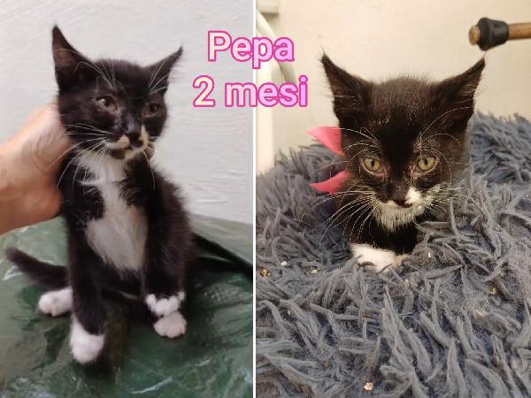 Dolcissimi gattini bisognosi  Foto 4
