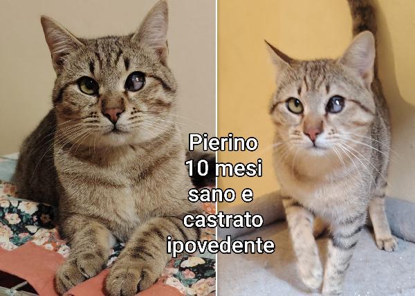 Dolcissimi gattini bisognosi  Foto 5