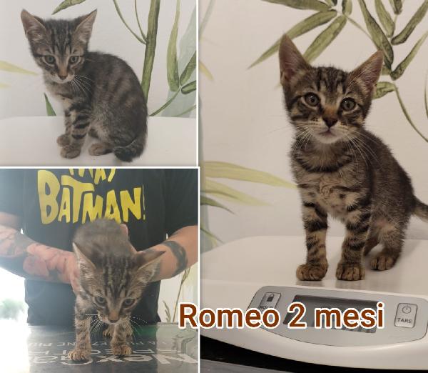 Dolcissimi gattini bisognosi  Foto 10