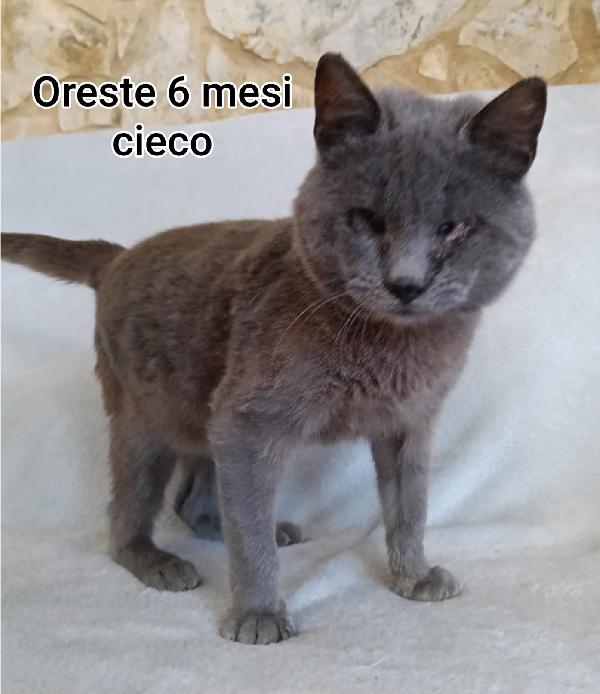 ADOTTA UN GATTINO. Foto 5