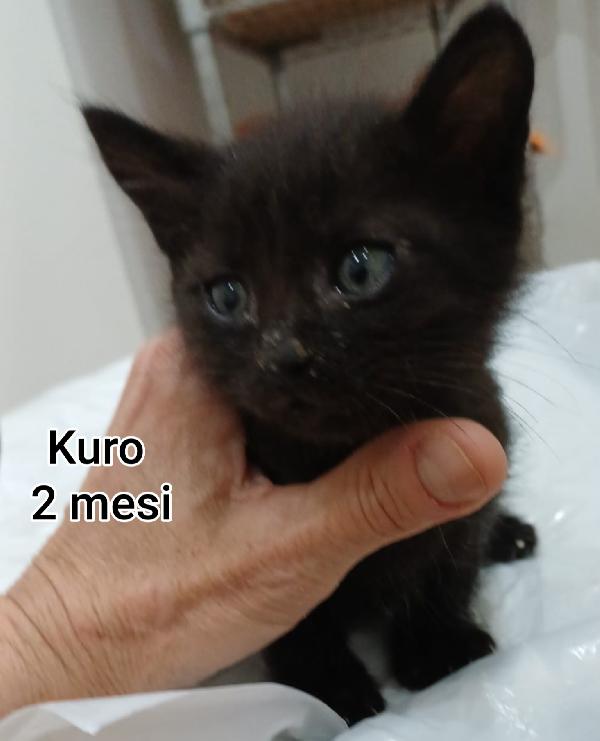 ADOTTA UN GATTINO. Foto 7
