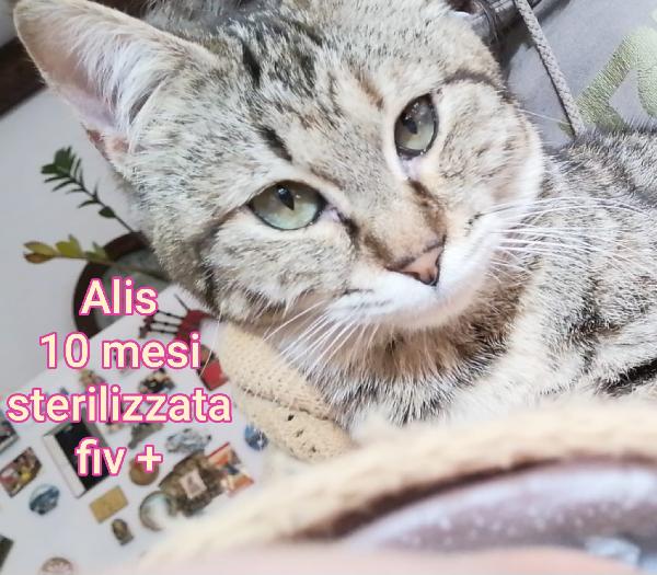 ADOTTA UN GATTINO. Foto 10