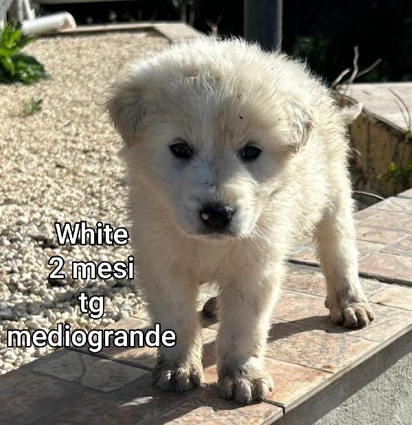 SALVA UN CUCCIOLO.  Foto 3